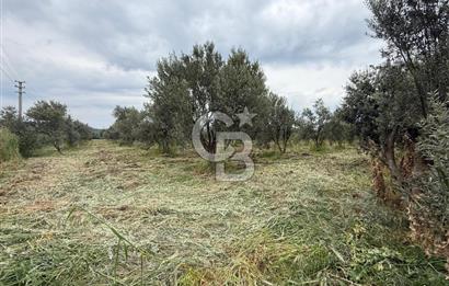 Saruhanlı Sarıçam'da yola sıfır 11000 M² Satılık Zeytinlik