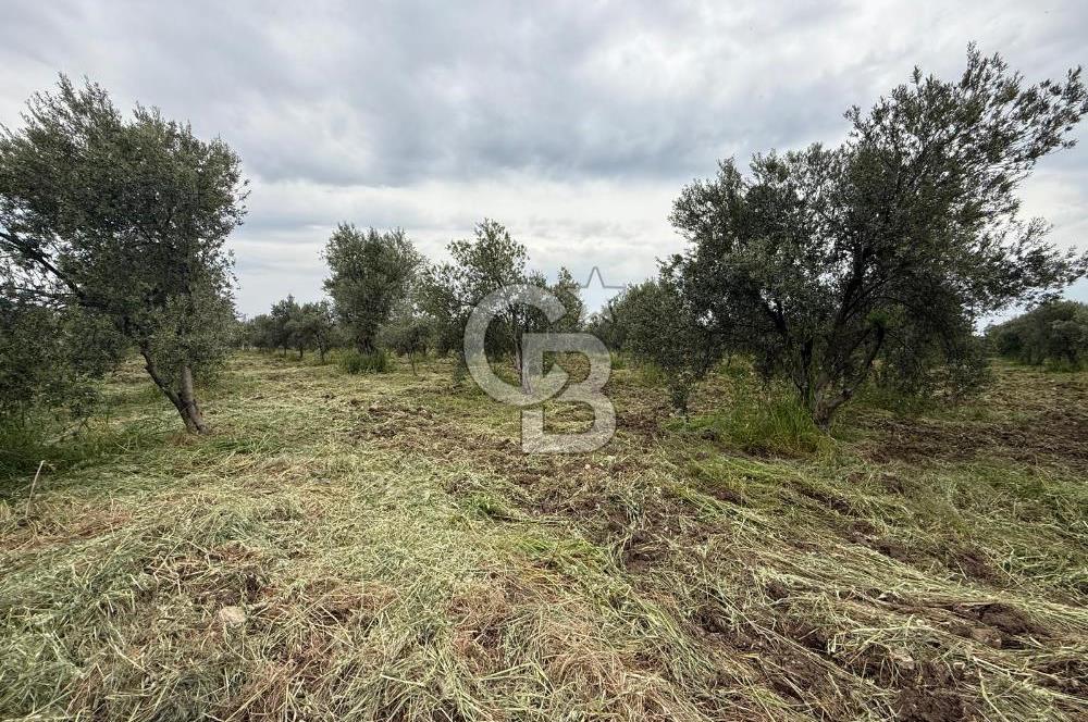 Saruhanlı Sarıçam'da yola sıfır 11000 M² Satılık Zeytinlik