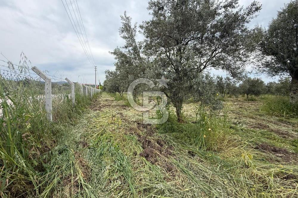 Saruhanlı Sarıçam'da yola sıfır 11000 M² Satılık Zeytinlik