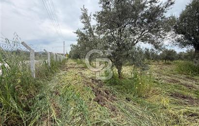 Saruhanlı Sarıçam'da yola sıfır 11000 M² Satılık Zeytinlik
