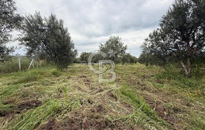 Saruhanlı Sarıçam'da yola sıfır 11000 M² Satılık Zeytinlik