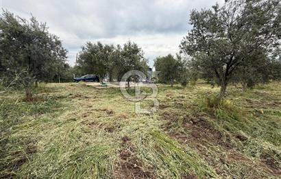 Saruhanlı Sarıçam'da yola sıfır 11000 M² Satılık Zeytinlik