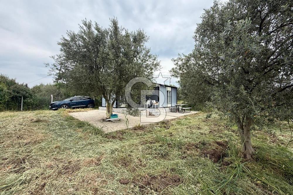 Saruhanlı Sarıçam'da yola sıfır 11000 M² Satılık Zeytinlik