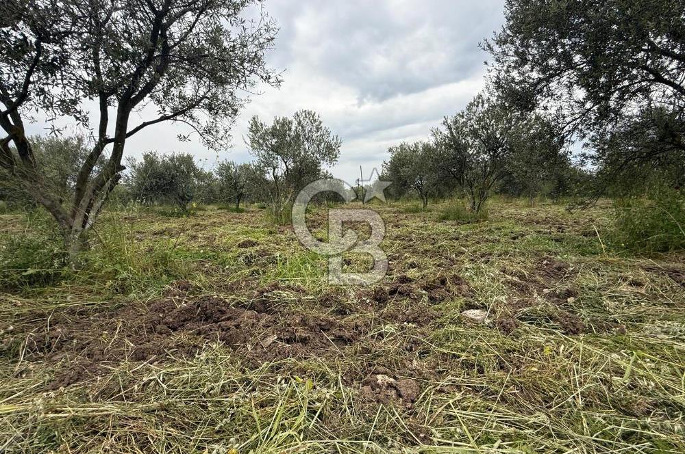 Saruhanlı Sarıçam'da yola sıfır 11000 M² Satılık Zeytinlik