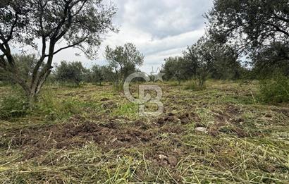 Saruhanlı Sarıçam'da yola sıfır 11000 M² Satılık Zeytinlik