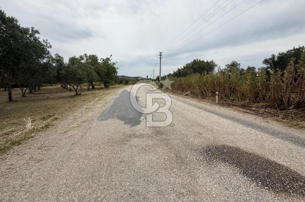 Saruhanlı Sarıçam'da yola sıfır 11000 M² Satılık Zeytinlik