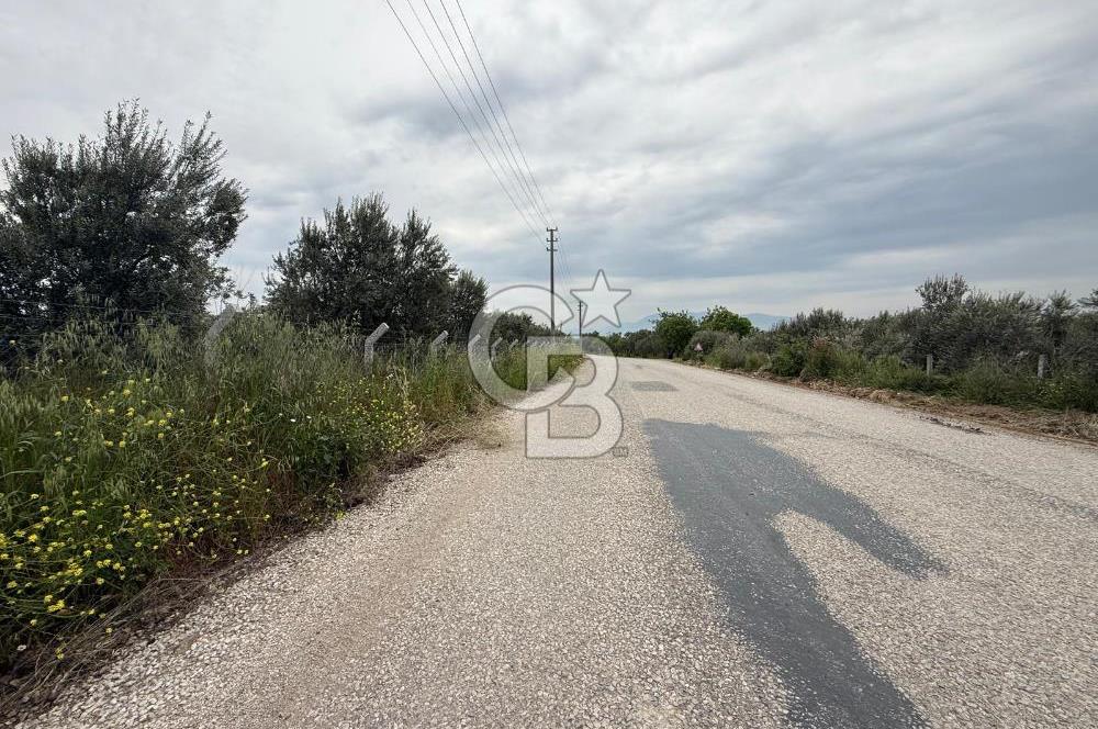Saruhanlı Sarıçam'da yola sıfır 11000 M² Satılık Zeytinlik