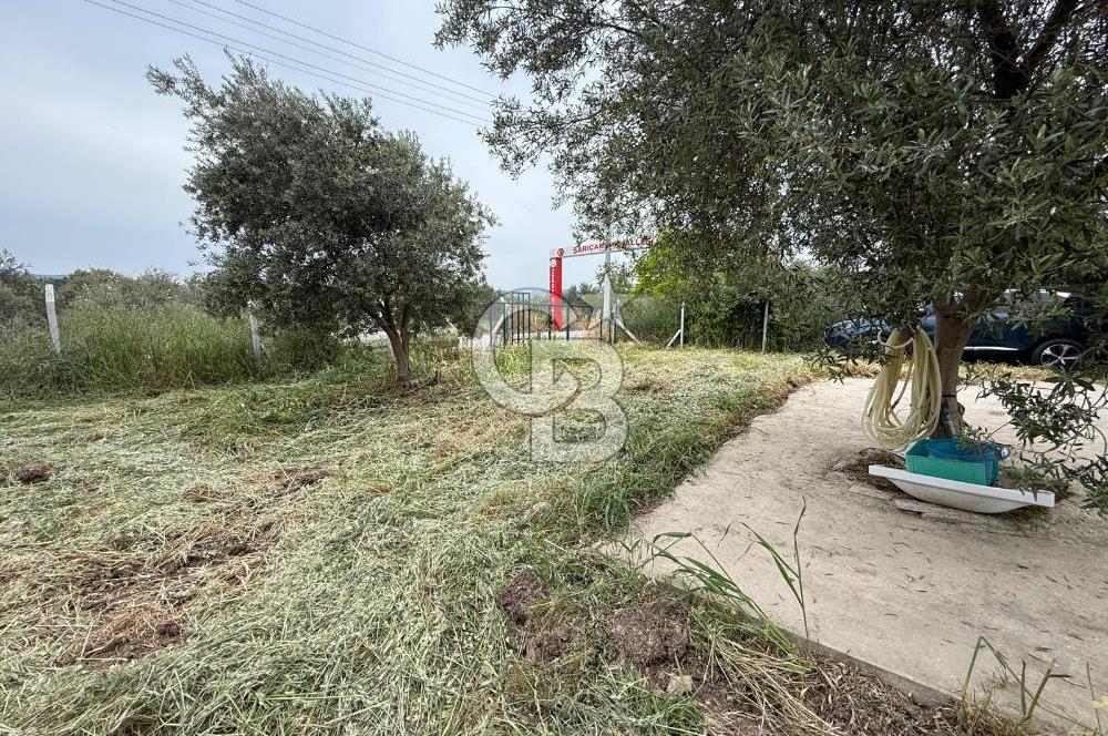 Saruhanlı Sarıçam'da yola sıfır 11000 M² Satılık Zeytinlik