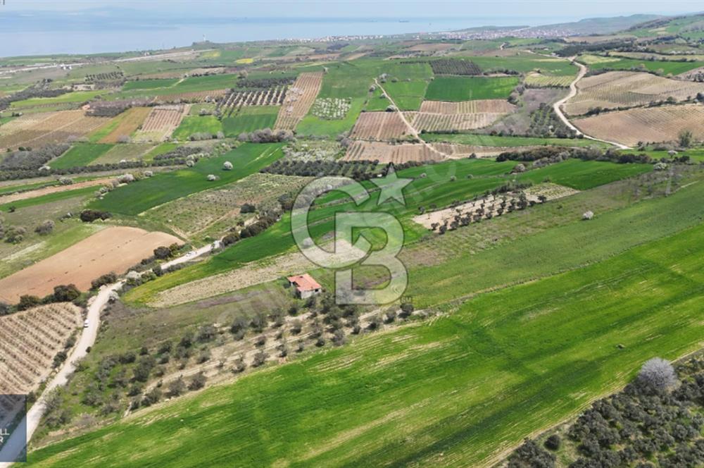 ÇANAKKALE LAPSEKİ BOĞAZ MANZARALI YOLA CEPHELİ SATILIK TARLA