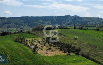 ÇANAKKALE LAPSEKİ BOĞAZ MANZARALI YOLA CEPHELİ SATILIK TARLA