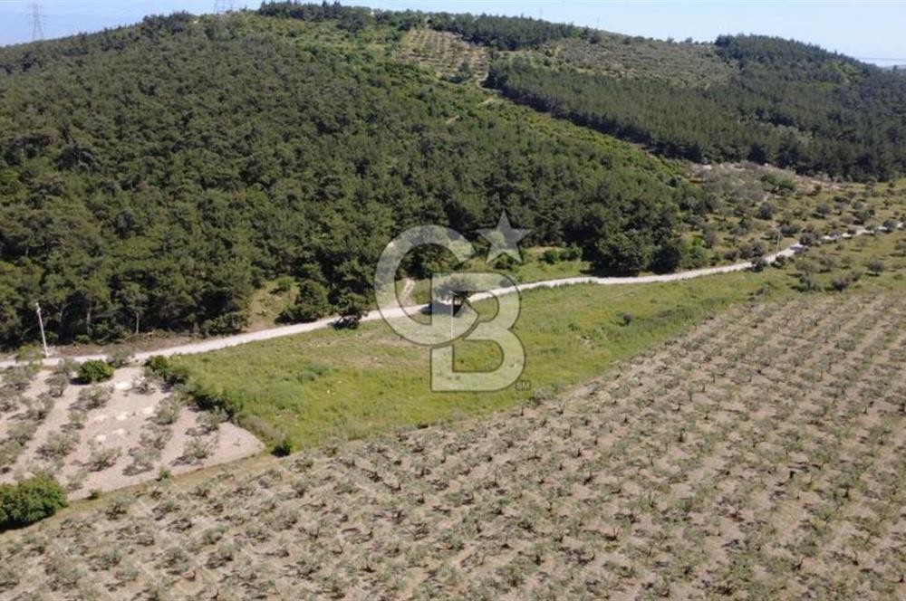 YOLA CEPHE 7000m2 TEK TAPU ARSA
