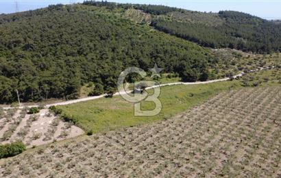 YOLA CEPHE 7000m2 TEK TAPU ARSA