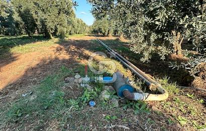 İznik Dırazali'de Stratejik Konumlu Satılık Tarla 