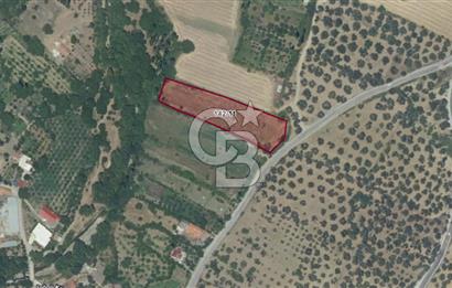 BALIKESİR HAVRAN İNÖNÜ'DE ANAYOLA SIFIR SATILIK MEYVE BAHÇESİ