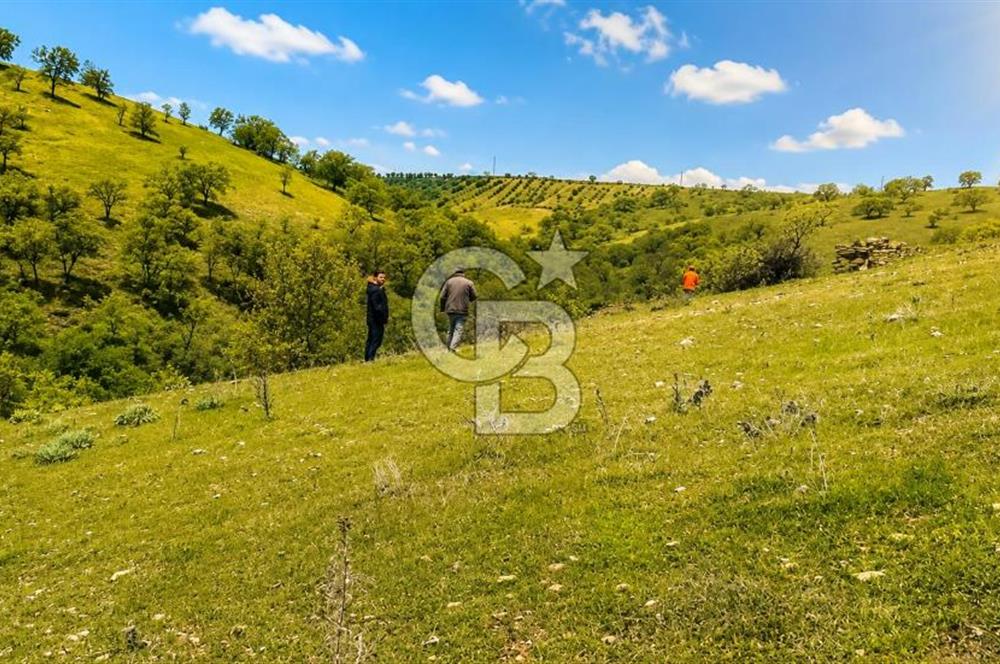 Manisa Demirci Ana Yola Yakın 27 Dönüm Bedava Satılık Tarla