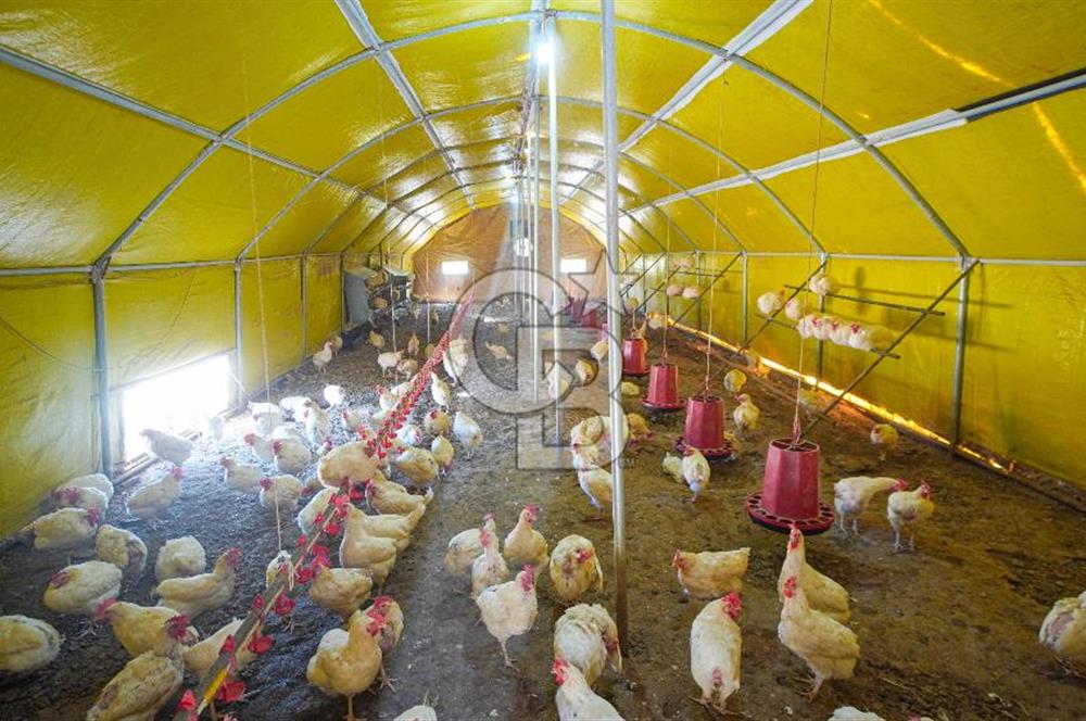 Muğla Menteşe Dağdibi Mahallesi’nde Hazır Kurulu Düzeniyle Satılık Tarla