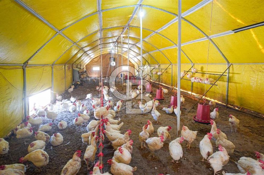 Muğla Menteşe Dağdibi Mahallesi’nde Hazır Kurulu Düzeniyle Satılık Tarla