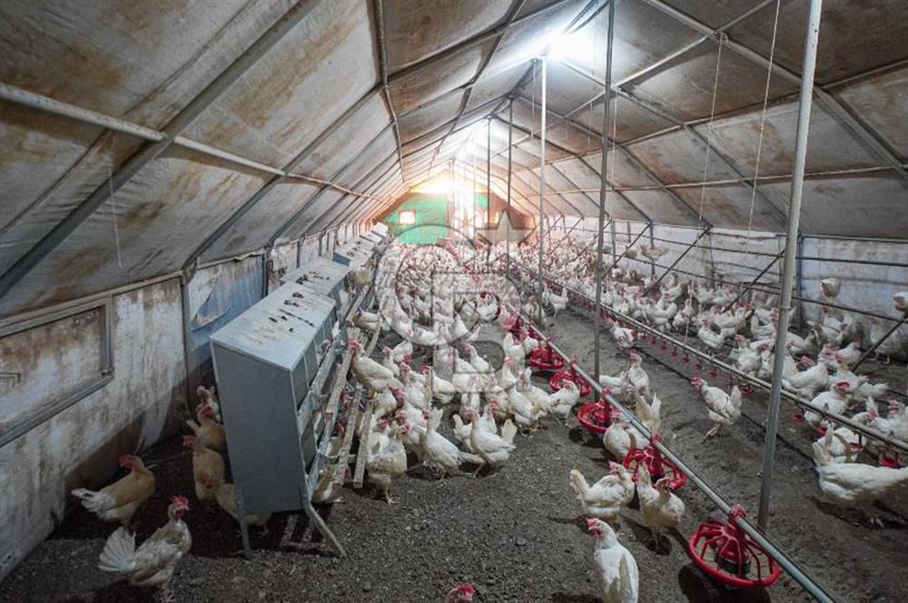 Muğla Menteşe Dağdibi Mahallesi’nde Hazır Kurulu Düzeniyle Satılık Tarla