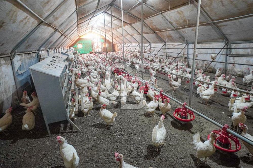 Muğla Menteşe Dağdibi Mahallesi’nde Hazır Kurulu Düzeniyle Satılık Tarla