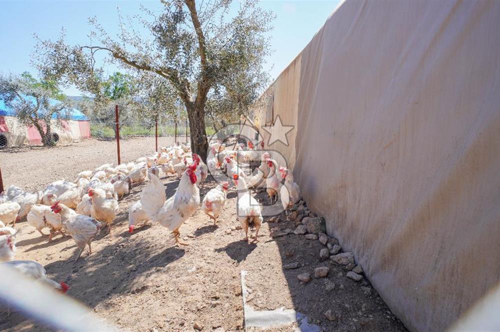 Muğla Menteşe Dağdibi Mahallesi’nde Hazır Kurulu Düzeniyle Satılık Tarla