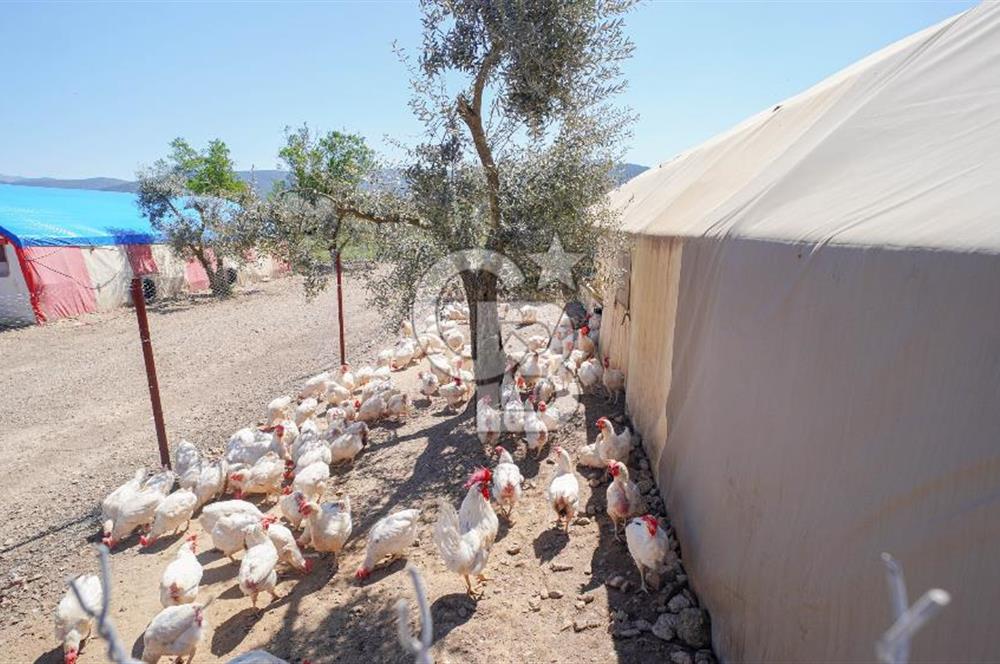 Muğla Menteşe Dağdibi Mahallesi’nde Hazır Kurulu Düzeniyle Satılık Tarla