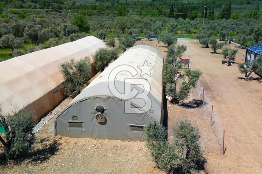 Muğla Menteşe Dağdibi Mahallesi’nde Hazır Kurulu Düzeniyle Satılık Tarla