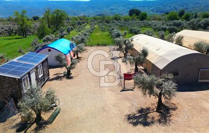 Muğla Menteşe Dağdibi Mahallesi’nde Hazır Kurulu Düzeniyle Satılık Tarla