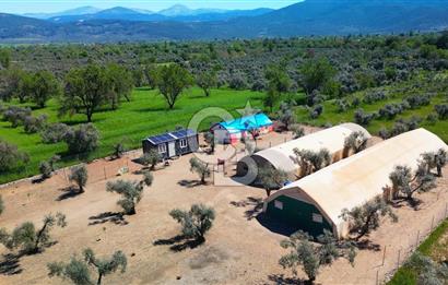 Muğla Menteşe Dağdibi Mahallesi’nde Hazır Kurulu Düzeniyle Satılık Tarla