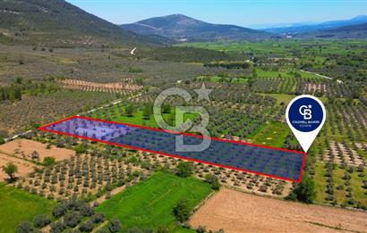 Muğla Menteşe Dağdibi Mahallesi’nde Hazır Kurulu Düzeniyle Satılık Tarla
