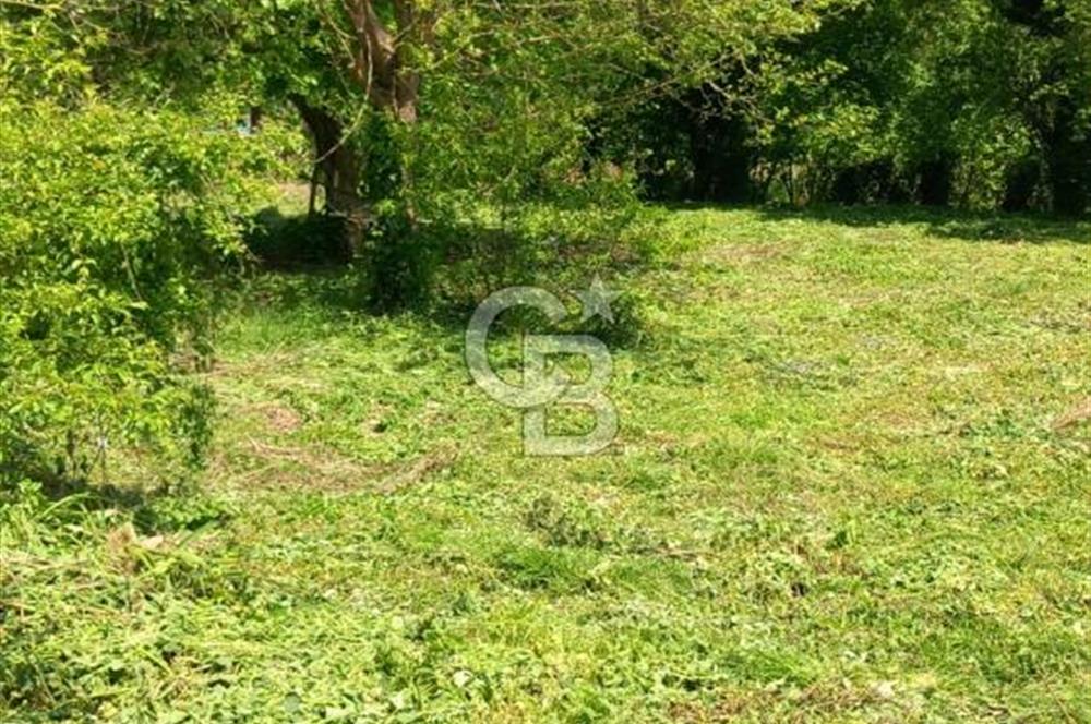  Şile Soğullu İhsanoğlu Köyü 1 Dönüm Bahçe İçinde Köy Evi