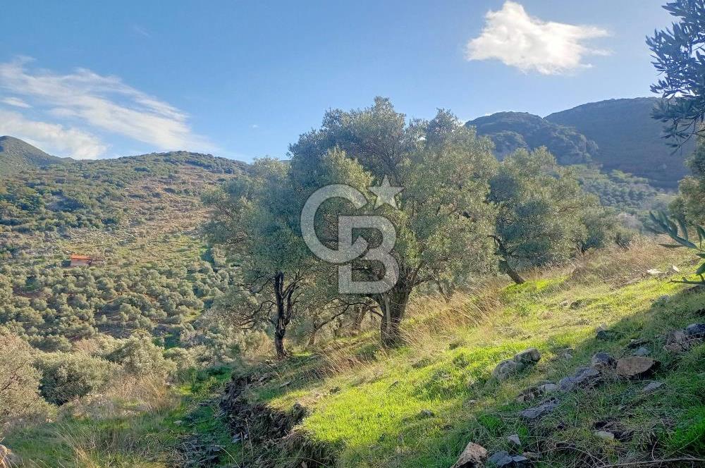 Tire'de Bu Fiyata Yer Yok! 15 Dönüm, Zeytini Bol Yolu Var