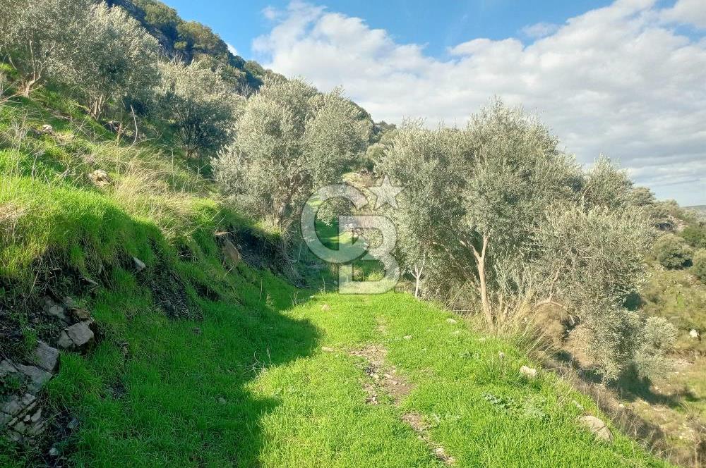 Tire'de Bu Fiyata Yer Yok! 15 Dönüm, Zeytini Bol Yolu Var