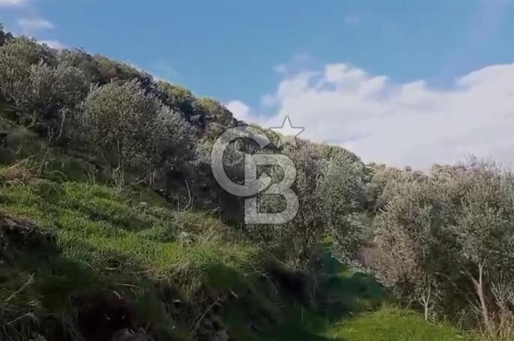 Tire'de Bu Fiyata Yer Yok! 15 Dönüm, Zeytini Bol Yolu Var
