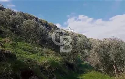 Tire'de Bu Fiyata Yer Yok! 15 Dönüm, Zeytini Bol Yolu Var