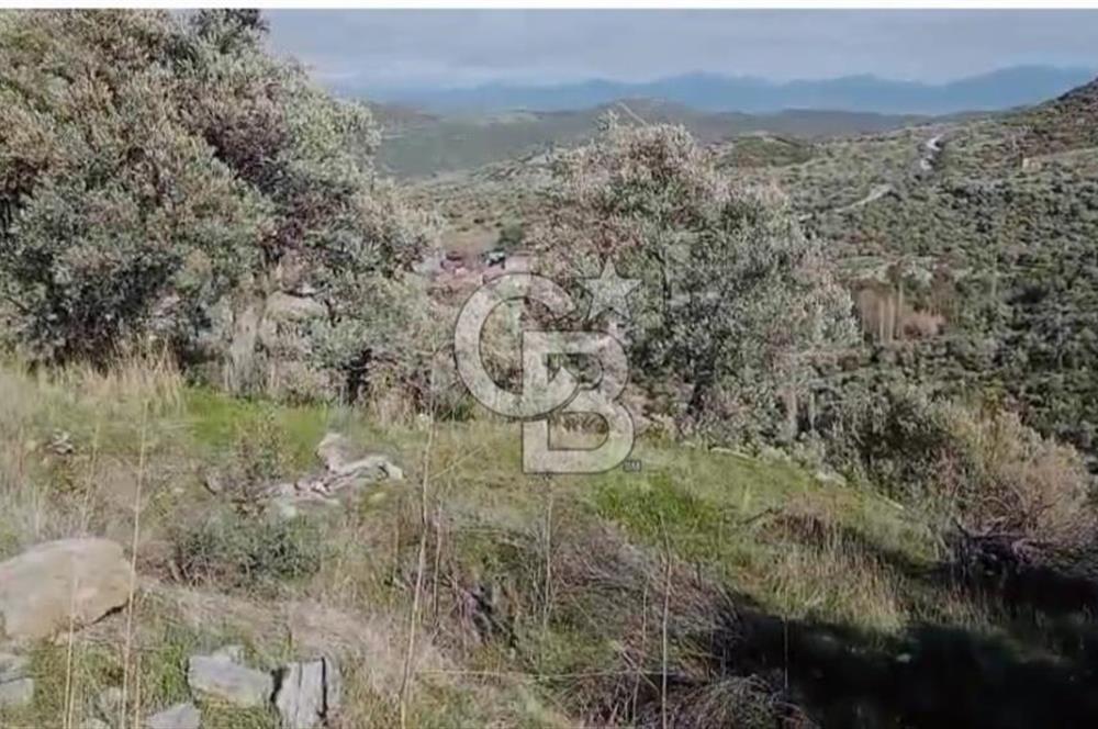 Tire'de Bu Fiyata Yer Yok! 15 Dönüm, Zeytini Bol Yolu Var