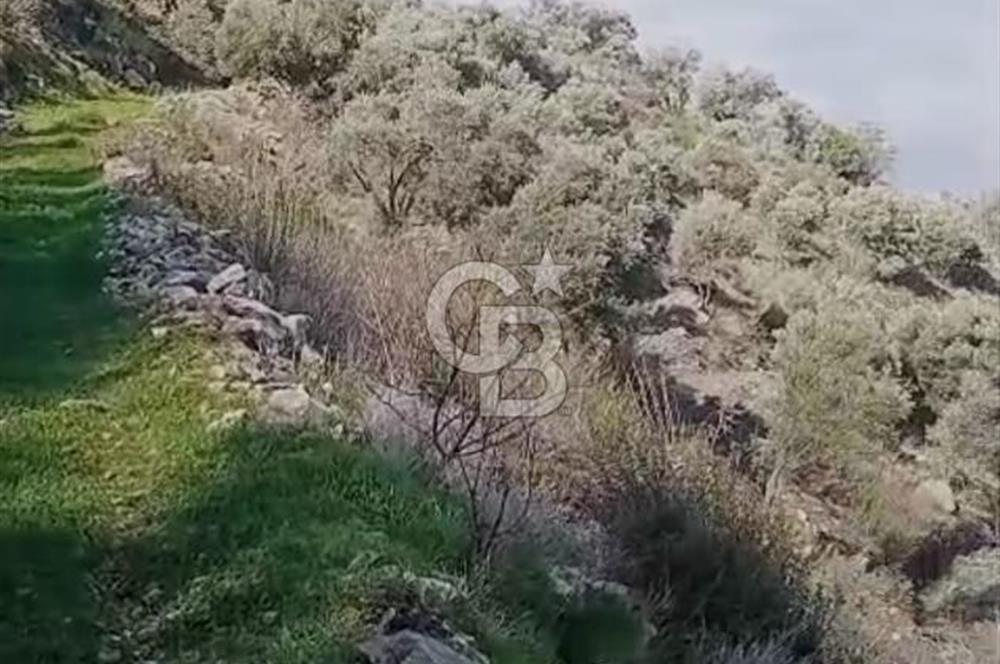 Tire'de Bu Fiyata Yer Yok! 15 Dönüm, Zeytini Bol Yolu Var