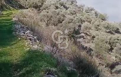 Tire'de Bu Fiyata Yer Yok! 15 Dönüm, Zeytini Bol Yolu Var