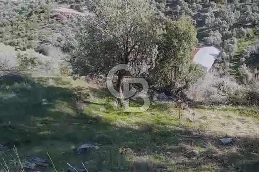 Tire'de Bu Fiyata Yer Yok! 15 Dönüm, Zeytini Bol Yolu Var