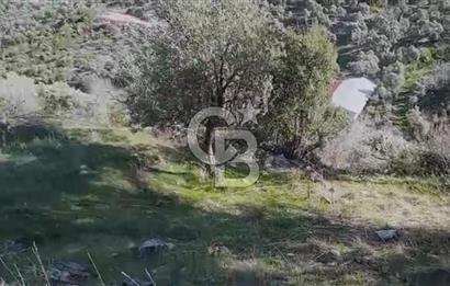 Tire'de Bu Fiyata Yer Yok! 15 Dönüm, Zeytini Bol Yolu Var