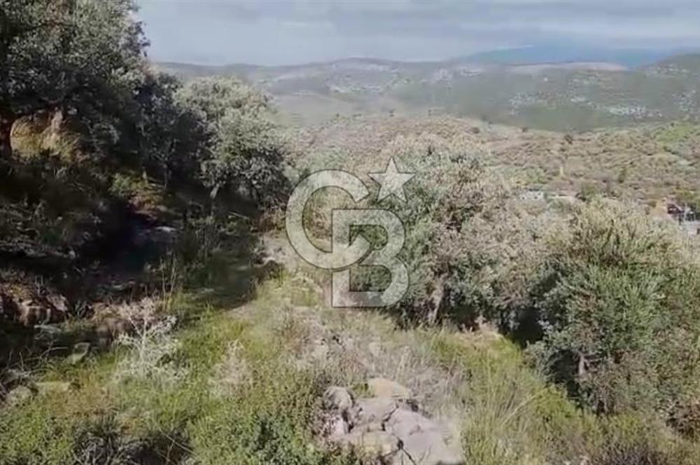 Tire'de Bu Fiyata Yer Yok! 15 Dönüm, Zeytini Bol Yolu Var