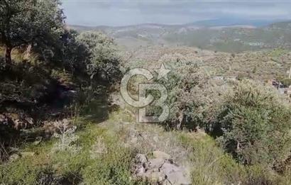 Tire'de Bu Fiyata Yer Yok! 15 Dönüm, Zeytini Bol Yolu Var