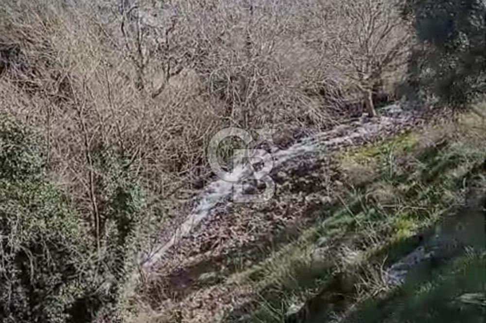Tire'de Bu Fiyata Yer Yok! 15 Dönüm, Zeytini Bol Yolu Var