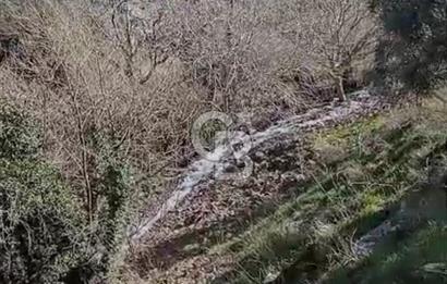 Tire'de Bu Fiyata Yer Yok! 15 Dönüm, Zeytini Bol Yolu Var