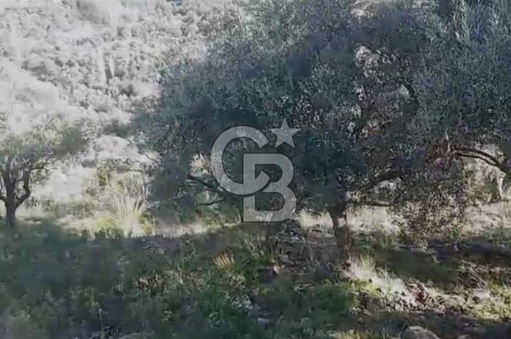Tire'de Bu Fiyata Yer Yok! 15 Dönüm, Zeytini Bol Yolu Var