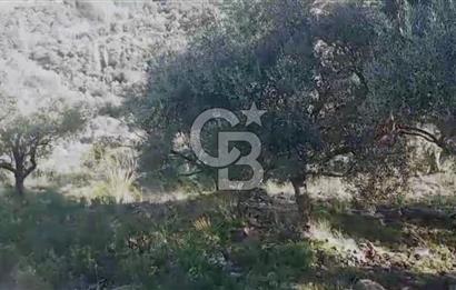 Tire'de Bu Fiyata Yer Yok! 15 Dönüm, Zeytini Bol Yolu Var