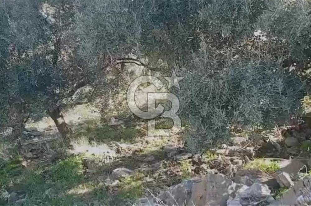 Tire'de Bu Fiyata Yer Yok! 15 Dönüm, Zeytini Bol Yolu Var