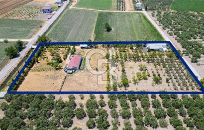 Foça Gerenköy'de Satılık 10 Dönüm Tarla ve  Müstakil Ev 