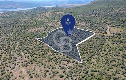 İZMİR ALİAĞA KALABAK KÖYÜ’NDE DOĞAYLA İÇ İÇE SATILIK VERİMLİ TARLA