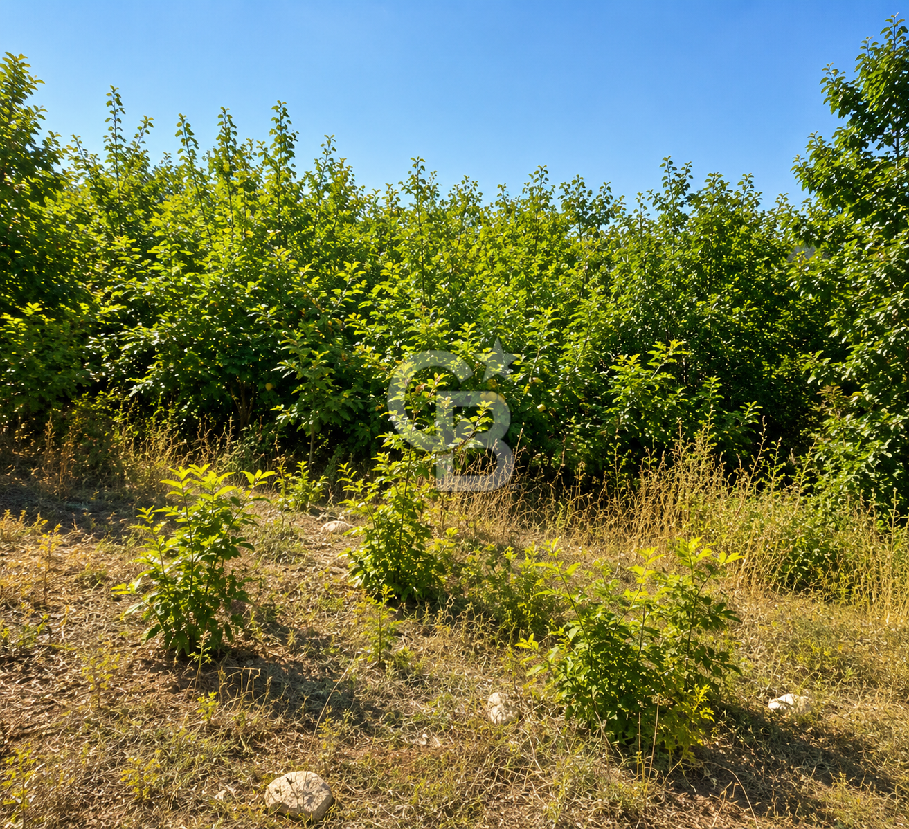 Kemalpaşa Kamberler Köyünde 4700m2 Satılık Tarla