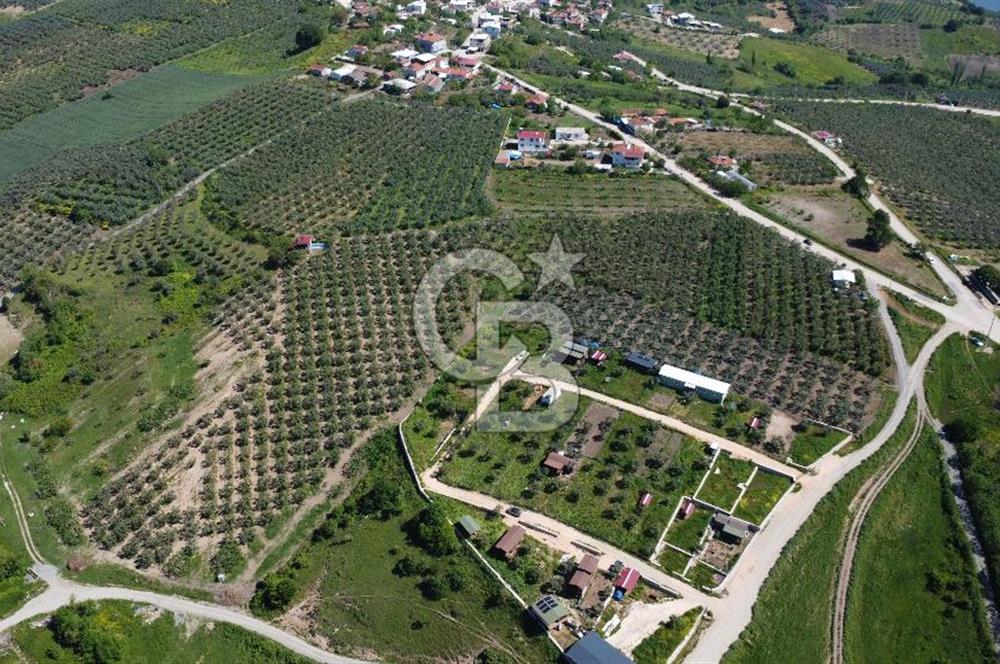 MUDANYA ÇINARLI’DA DOĞA İÇİNDE SATILIK HOBİ BAHÇESİ